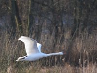 10-12-2014 fliegender Hoeckerschwan-1  fliegender Hoeckerschwan-1